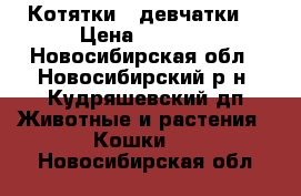 Котятки - девчатки  › Цена ­ 6 000 - Новосибирская обл., Новосибирский р-н, Кудряшевский дп Животные и растения » Кошки   . Новосибирская обл.